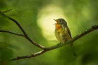 Lejsek maly - Ficedula parva - Red-breasted Flycatcher 8127